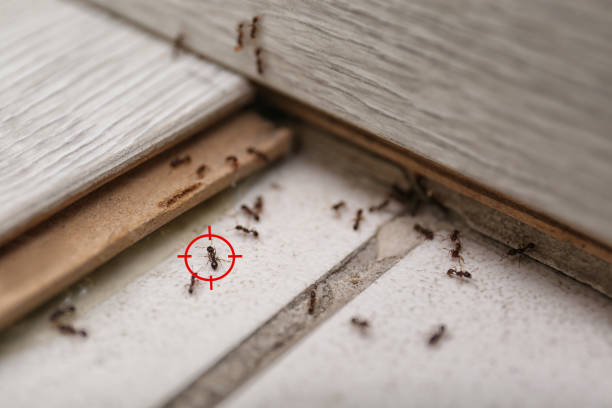 Bird Control in Miles, TX