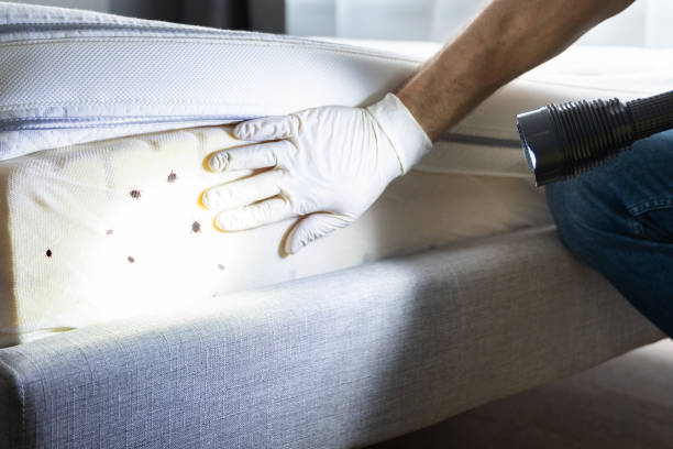 Best Termite Control Services  in Miles, TX